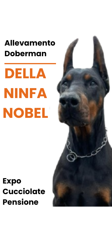 Allevamento Dobermann Della Ninfa Nobel