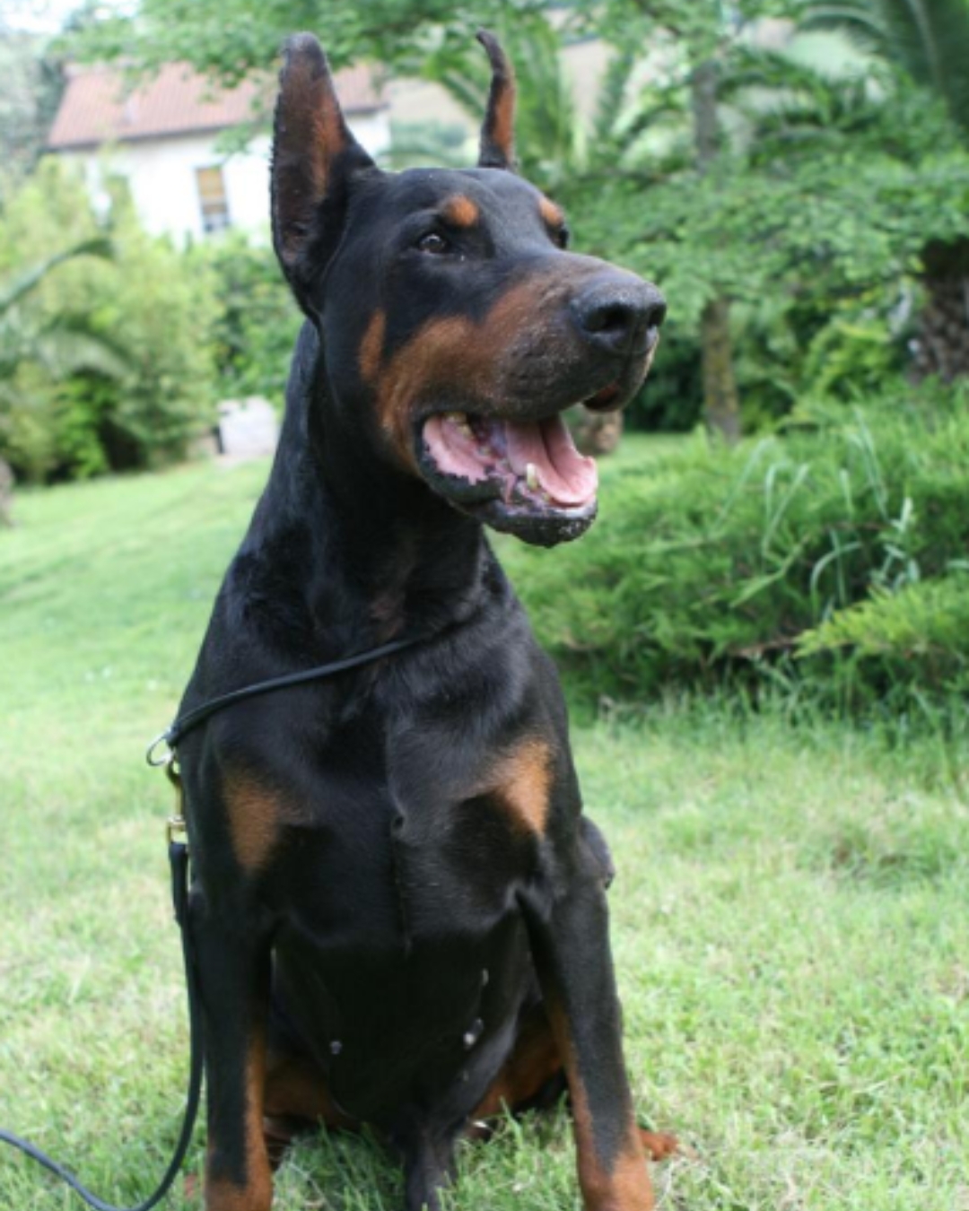 Cucciolo di Dobermann in vendita